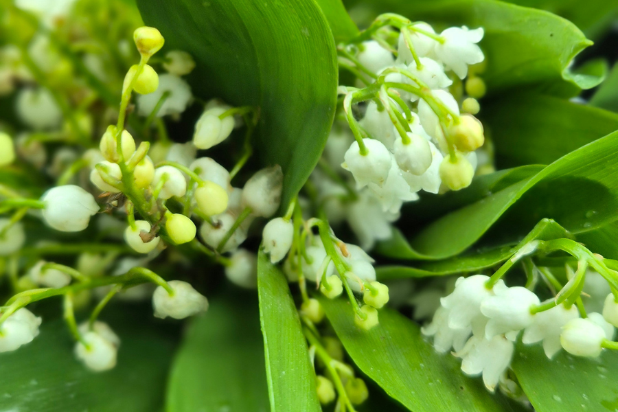 Stämningsbild Linjekonvaljer